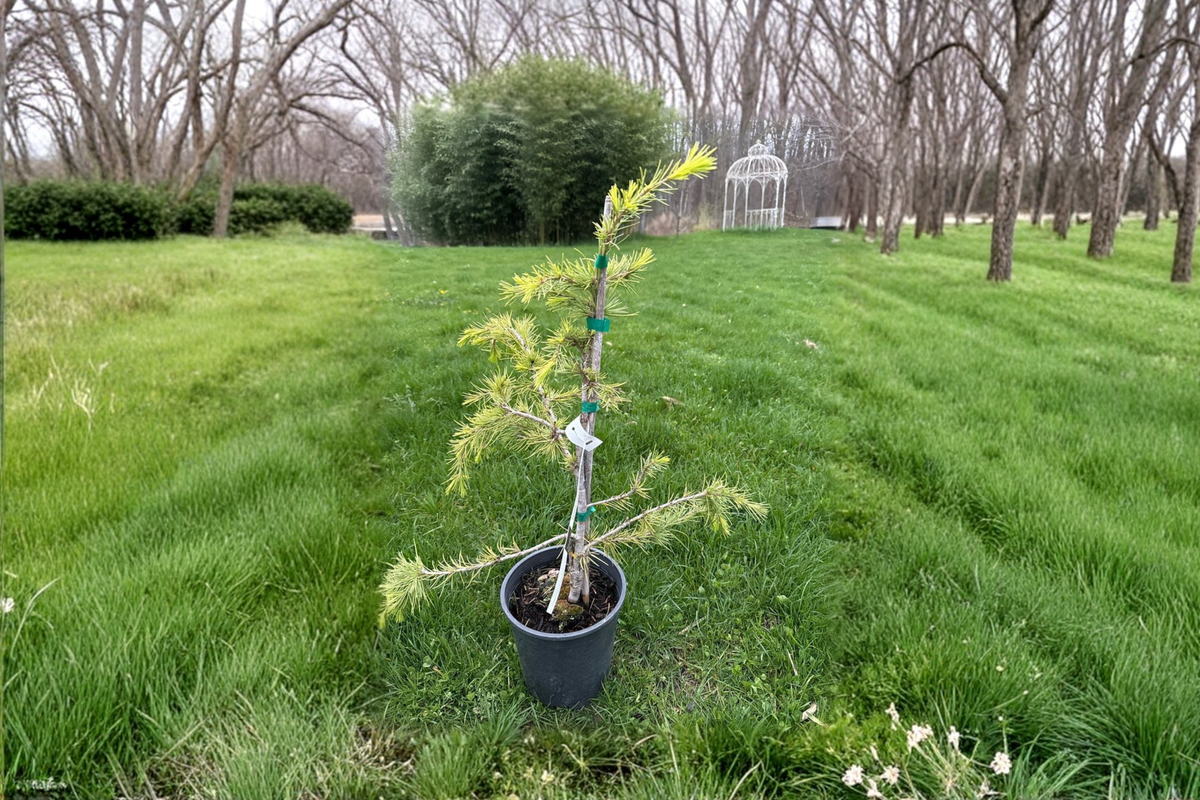 Klondike Deodar Cedar Cedrus deodara ‘Klondike’ – 12 Inch Live Plant in 1 Gallon Pot