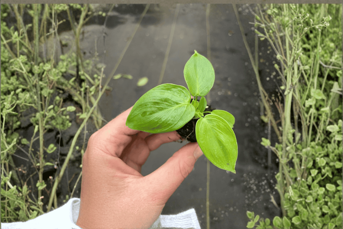 Marbled Philodendron Grazielae Starter Plants — 2 Bare-Root Cuttings