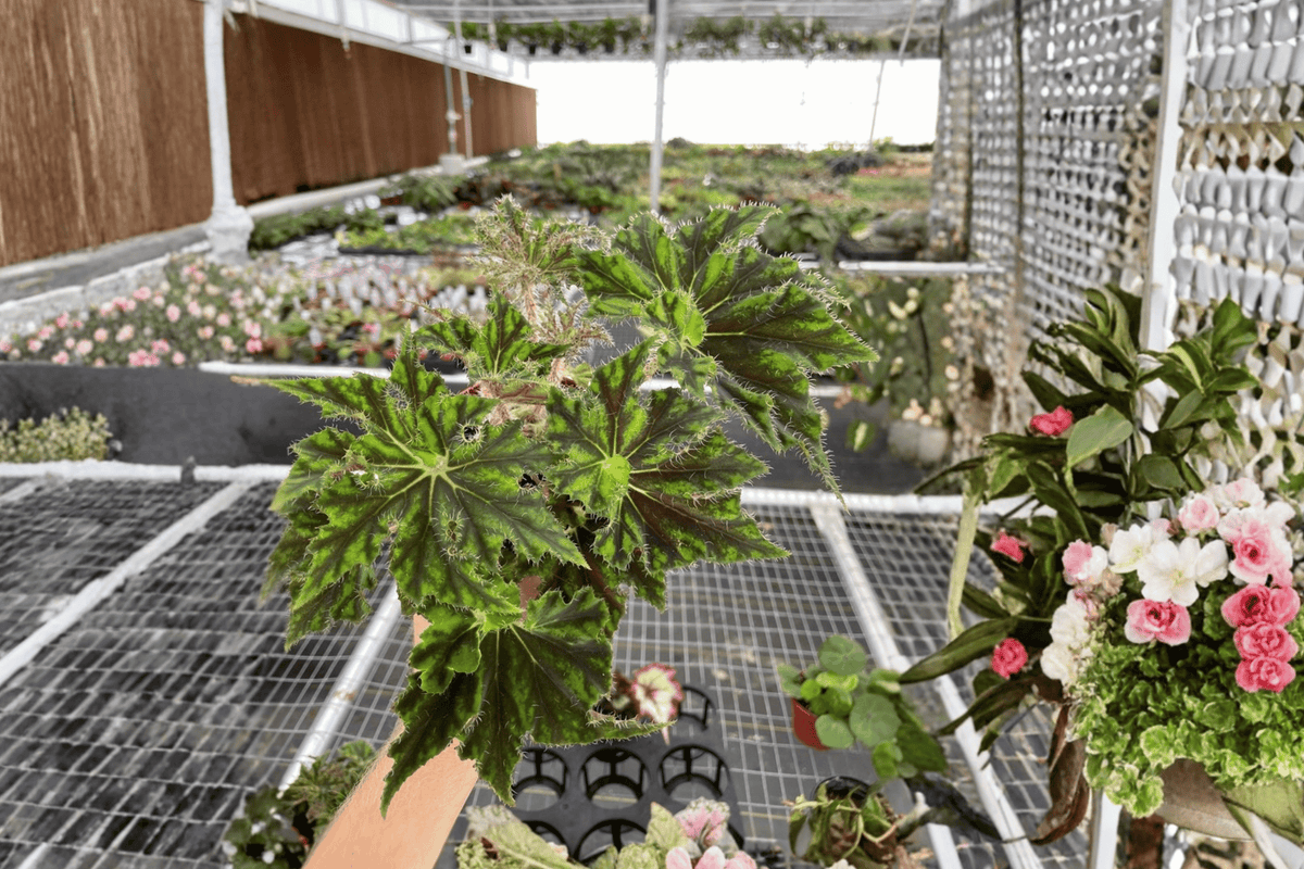 Begonia 'Unique' Starter Plants (2) Bare Root - Eye-catching Indoor Foliage