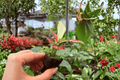 Aglaonema Sunrise Red Starter Plants – 2 Exact 2-Inch Nursery Pot
