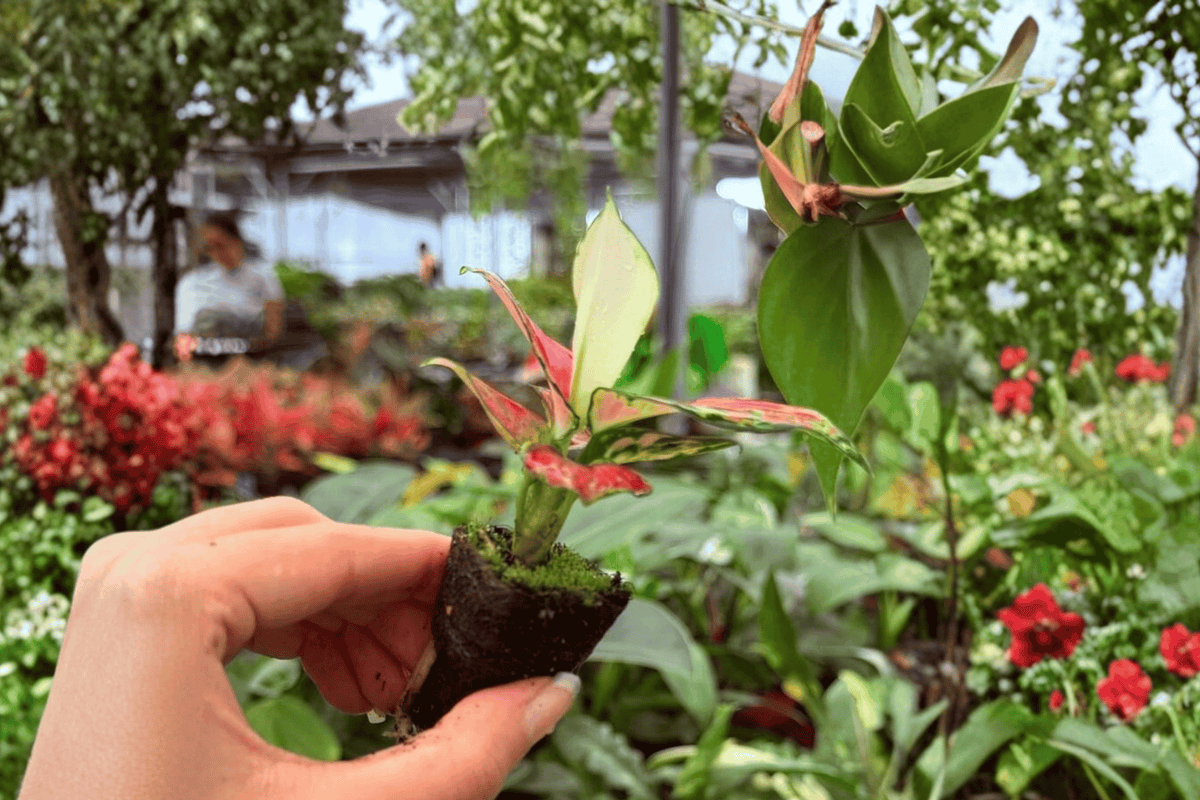 Aglaonema Sunrise Red Starter Plants – 2 Exact 2-Inch Nursery Pot