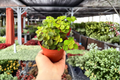 Pilea 'Baby Tears' Live Plants (2-Pack) – 4-Inch Pots