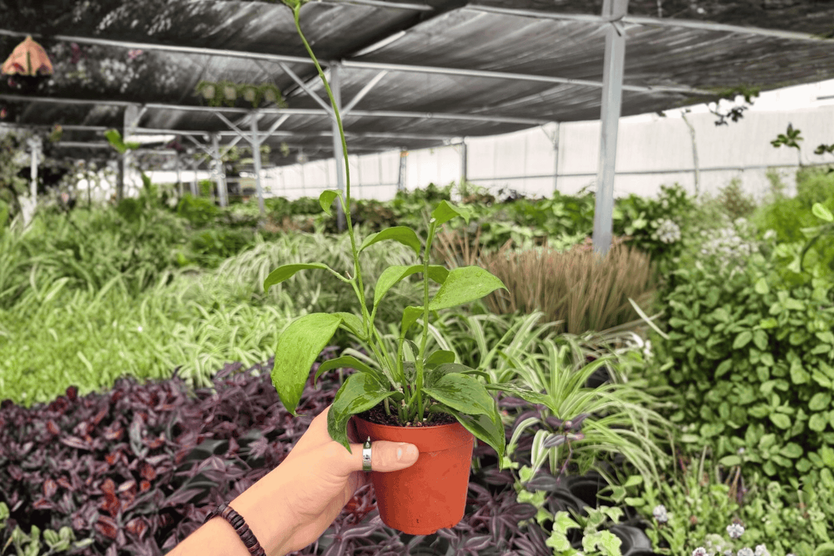 Hoya quinquenervia – 2 Live Plants in 4-Inch Pots (Exact Plants)