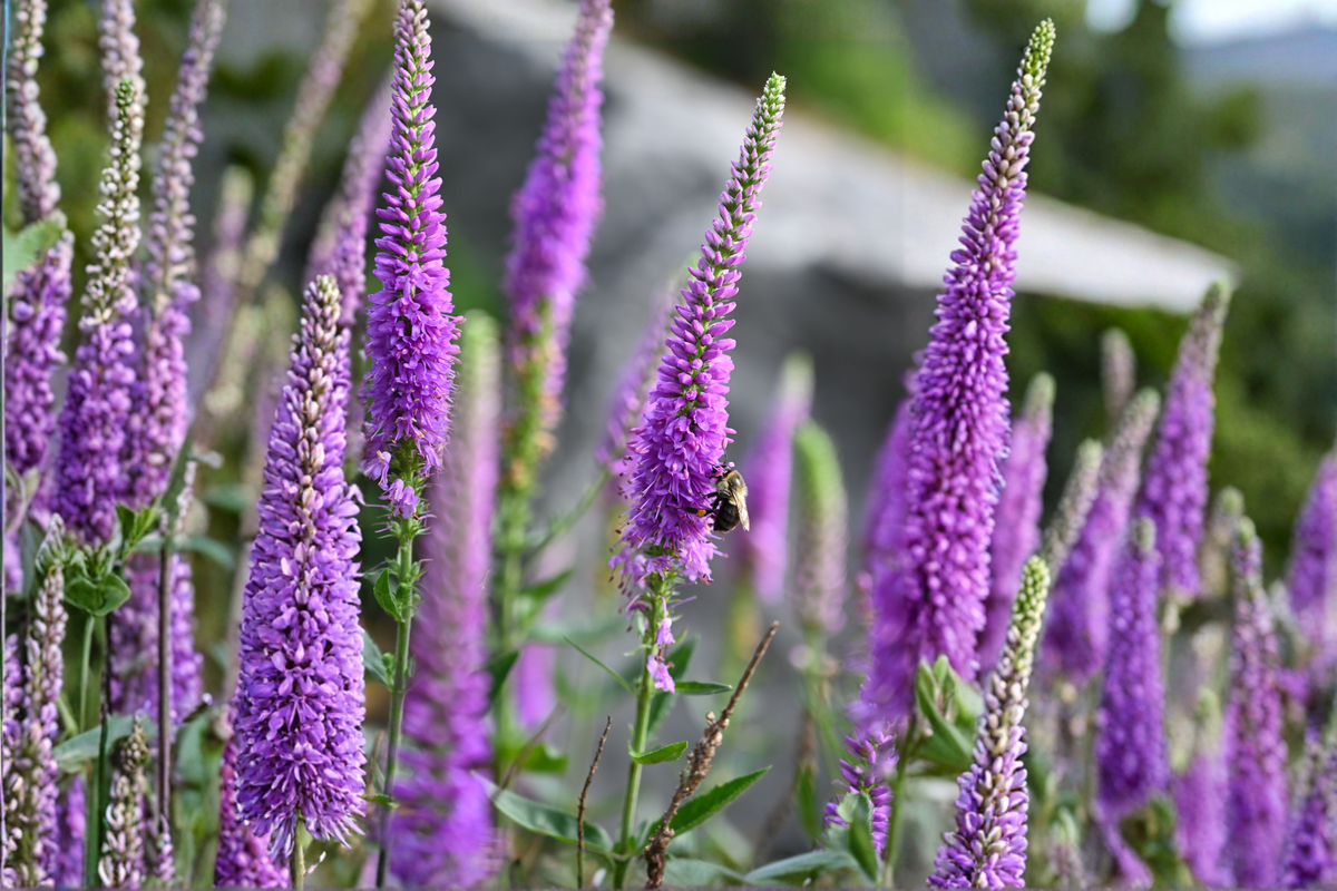 Liatris spicata Floristan Violet Live Plug Plants - 4 Pack