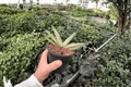 Variegated Starfish Sansevieria Boncel 4-Inch Potted Live Plant - 2-Pack