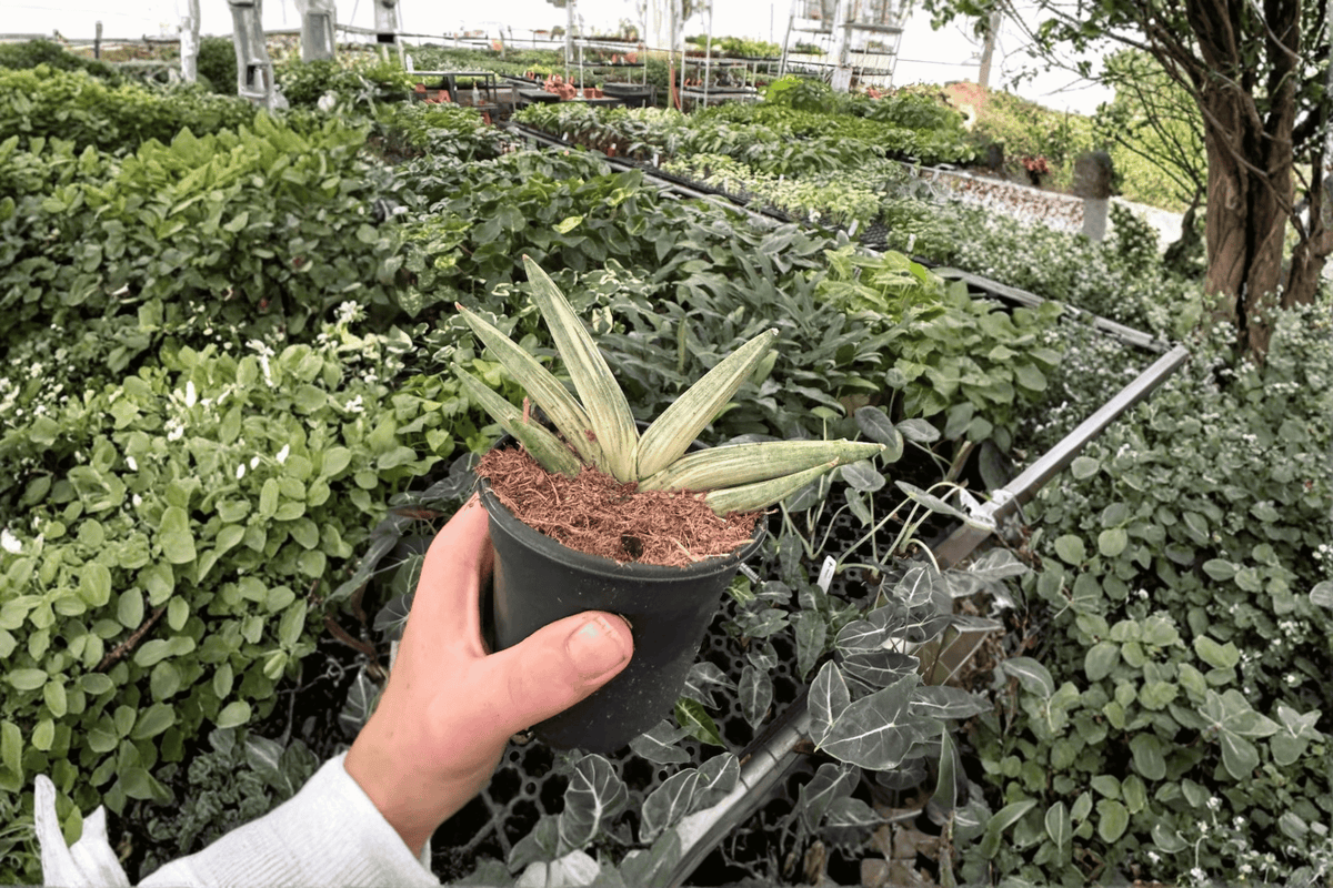 Variegated Starfish Sansevieria Boncel 4-Inch Potted Live Plant - 2-Pack