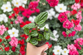 Peperomia Ecuador - 4-Inch Rooted Live Plant • Rare Tropical Houseplant
