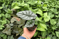 Alocasia 'White Dragon' - 2 Live Plants in 4-Inch Pots (Silver Dragon × Nebula) - Exact Plants