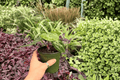 Anthurium Hoffmanii x Red HU – 2 Live 4-Inch Pots (Potted) Hybrid Foliage Plant
