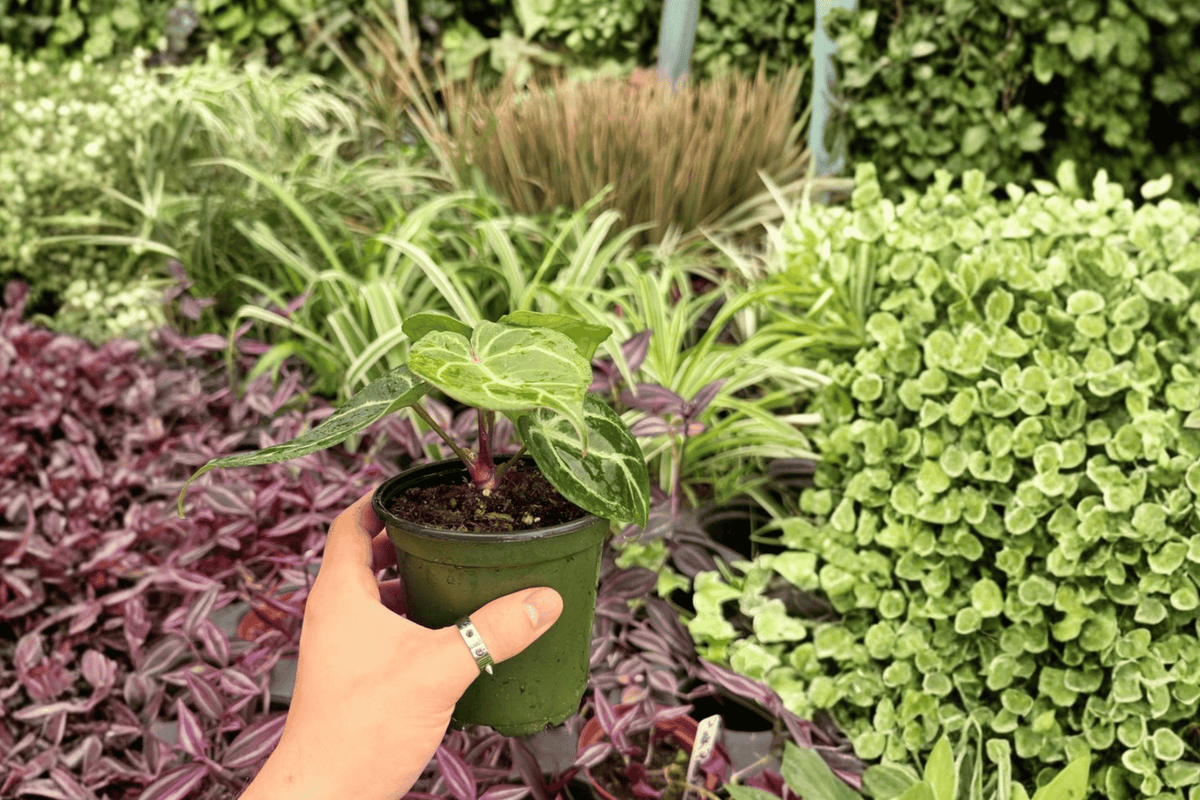 Anthurium Hoffmanii x Red HU – 2 Live 4-Inch Pots (Potted) Hybrid Foliage Plant