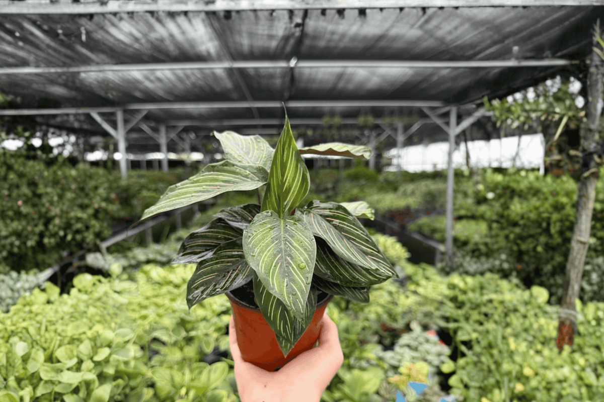 Calathea Beauty Star (Goeppertia ornata) – 2 Live Plants in 4-Inch Pots