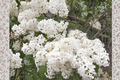 Betsy Ross Lilac Live Plant (Syringa × oblata) 1 Gallon – Fragrant White Blooming Shrub