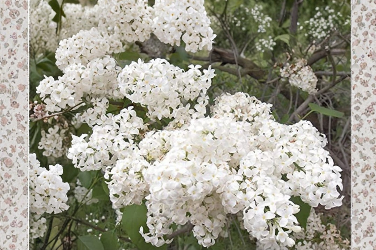 Betsy Ross Lilac Live Plant (Syringa × oblata) 1 Gallon – Fragrant White Blooming Shrub