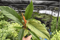 Philodendron Pluto Choco Empress - 2 Live Plants in 4-Inch Pots