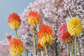 Kniphofia Solar Flare Red Hot Poker - 3 Rooted Starters in 1 Qt Pots