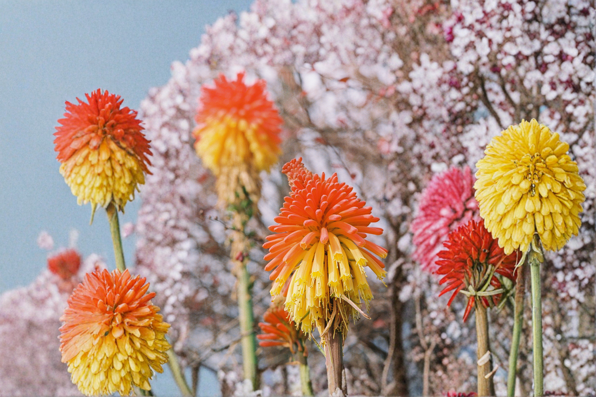 Kniphofia Solar Flare Red Hot Poker - 3 Rooted Starters in 1 Qt Pots