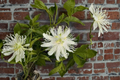 Snowpop Passion Flower Live Plant Passiflora incarnata 'Snowpop' White Flowering Vine