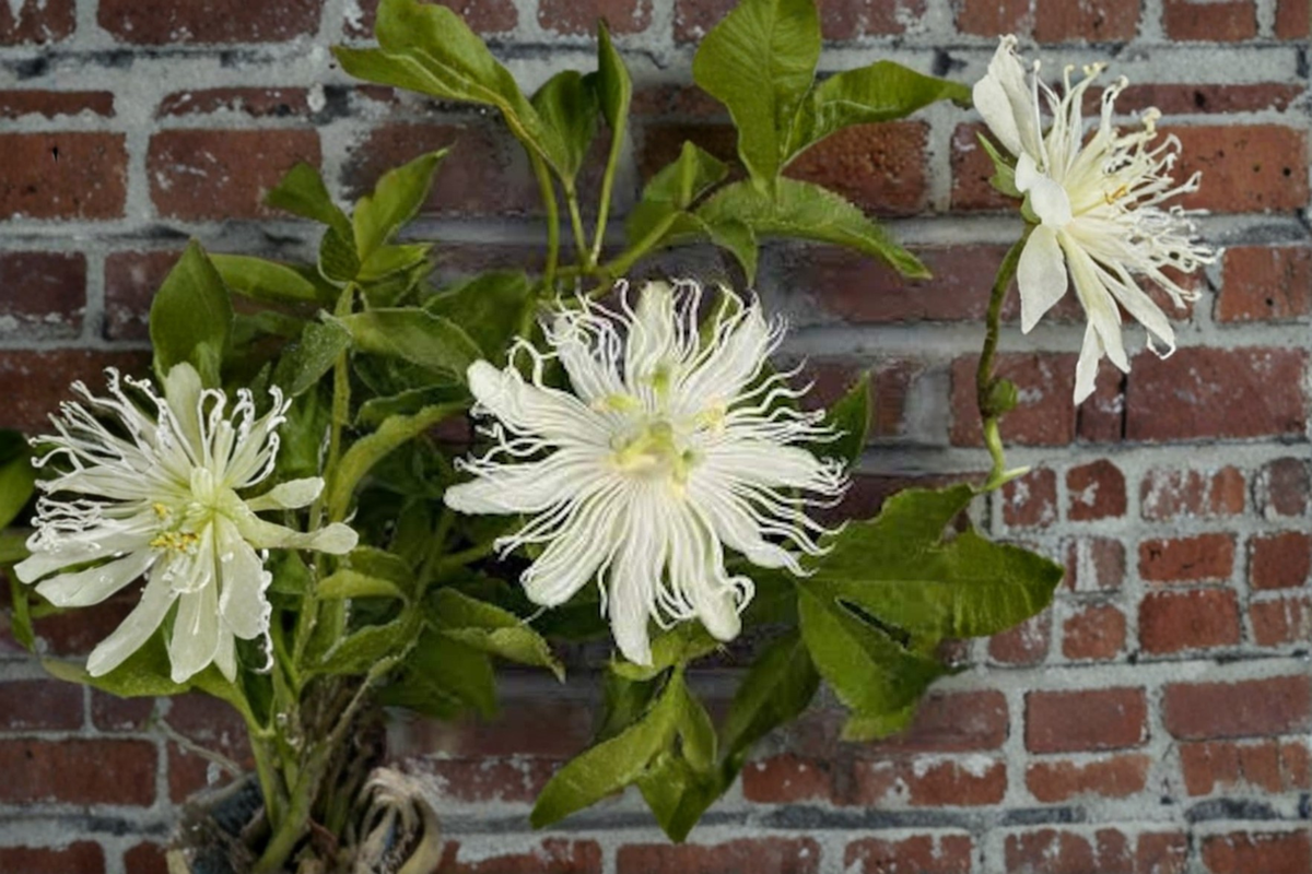 Snowpop Passion Flower Live Plant Passiflora incarnata 'Snowpop' White Flowering Vine