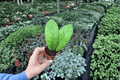 Hoya callistophylla - 2 Live Starter Plants, 2-Inch Pots, Bare Root
