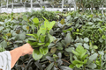 Hoya australis - 2 Live Plants in 4-Inch Pots | Shipped Potted