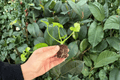 Philodendron Hope Aurea Variegated Starter Plants — 2 Exact Plants (Thaumatophyllum bipinnatifidum)