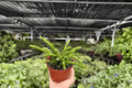 Rhipsalis sulcata - 2 Bare Root 4-Inch Live Plants