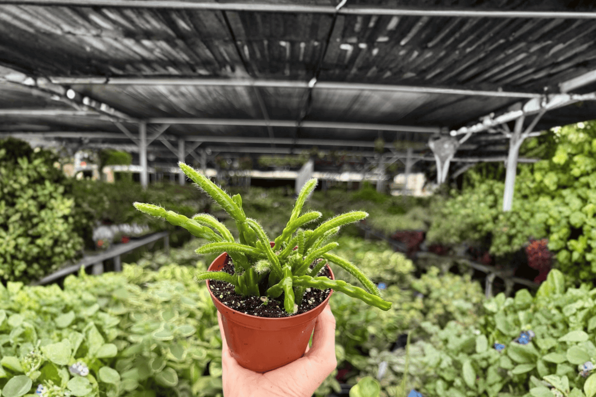 Rhipsalis sulcata - 2 Bare Root 4-Inch Live Plants