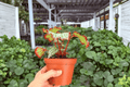 Harmony’s Reign of Fire Begonia – 2 Exact 4-Inch Pots | Begonia ‘Harmony’s Reign of Fire’