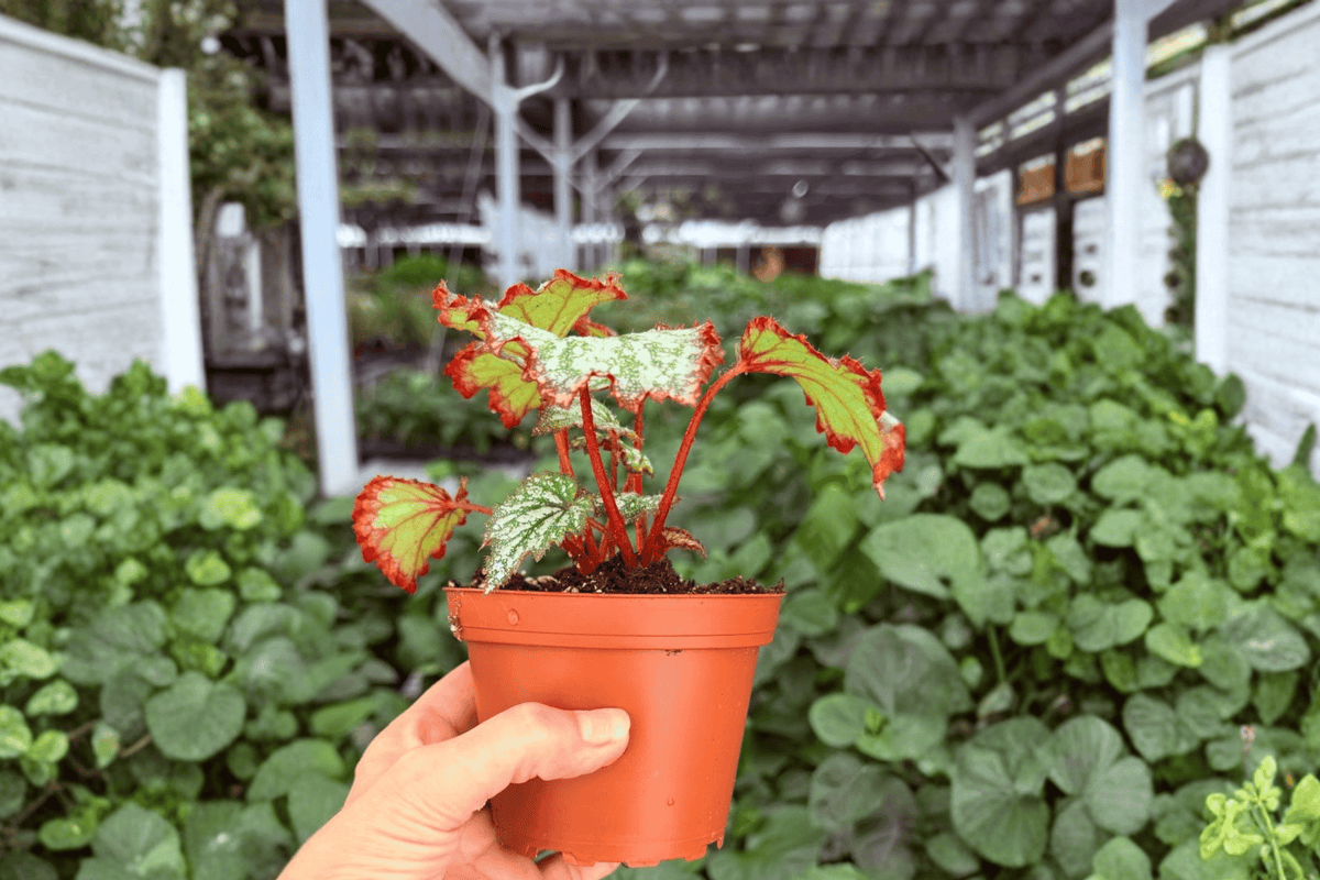Harmony’s Reign of Fire Begonia – 2 Exact 4-Inch Pots | Begonia ‘Harmony’s Reign of Fire’