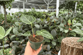 Anthurium Crystal x Golden Hybrid Live Plants — 4-Inch Pots (2-Pack)