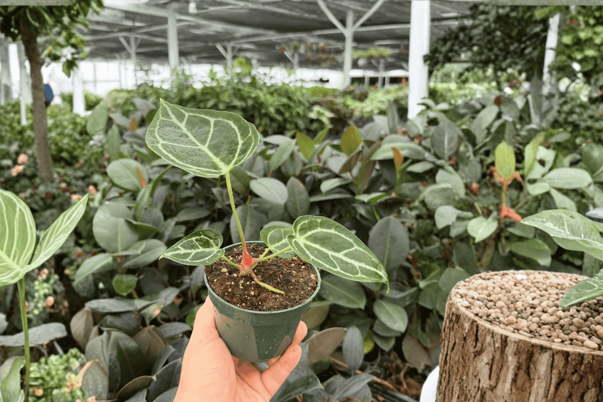 Anthurium Crystal x Golden Hybrid Live Plants — 4-Inch Pots (2-Pack)