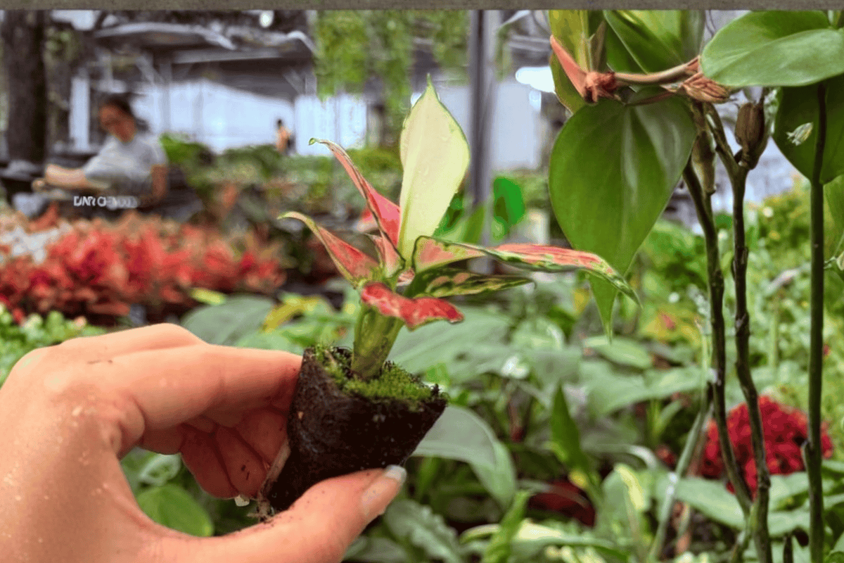 Aglaonema Sunrise Red Starter Plants (2) – Exact Plants, 2-Inch Cultivation Size