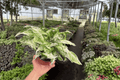 Syngonium Starlite 2 Live Plants in 4-Inch Pots – Fully Rooted