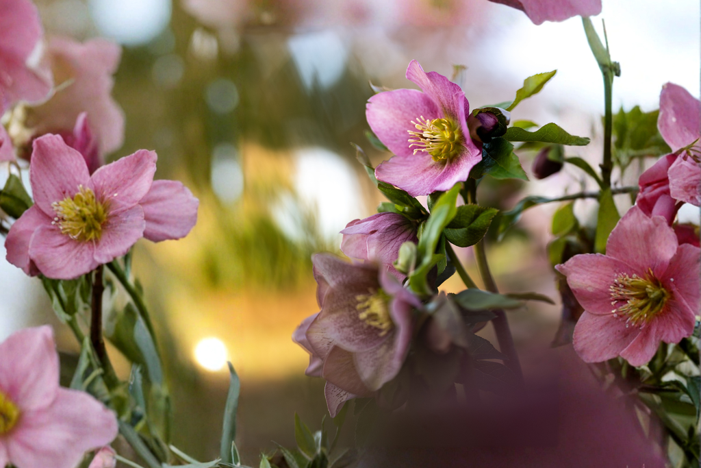 Lenten Rose Starter Plants (Helleborus spp.) - 3 Live Starter Plants