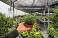 Nematanthus 'Tropicana' Goldfish Plant 2-Pack — 4-Inch Pots