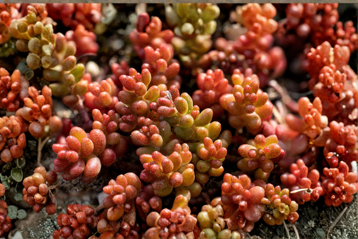 Variegated Jelly Bean Succulent Sedum rubrotinctum 'Variegatum' Unrooted Cutting