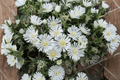 Delosperma White Wonder Ice Plant (Wheels of Wonder) 4-Inch Pot