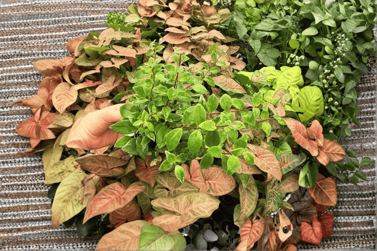 Variegated Lipstick Lobbianus (Aeschynanthus lobbianus) – 2 Live Plants in 4-Inch Pots