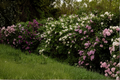 Miss Kim Korean Lilac Live Plant - Syringa pubescens subsp. patula (12+ Inches)