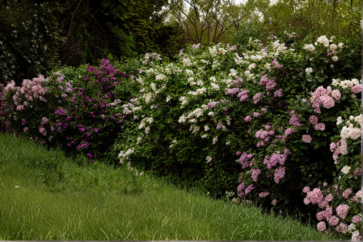Miss Kim Korean Lilac Live Plant - Syringa pubescens subsp. patula (12+ Inches)