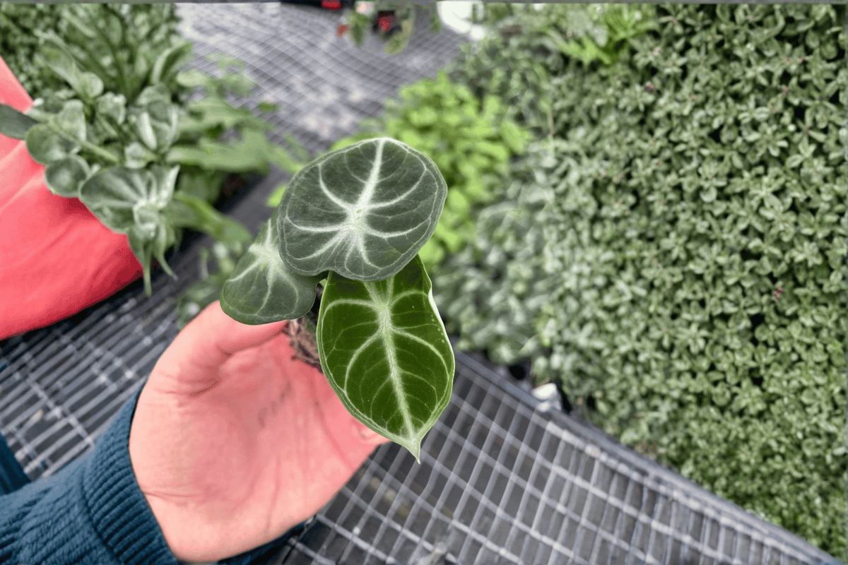 Alocasia Ninja Starter Plants (2 Bare Root) – Live Alocasia Ninja
