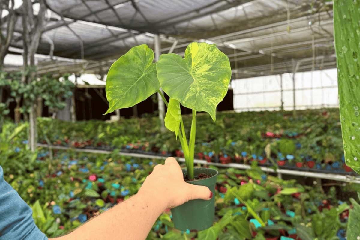 Alocasia gageana 'Aurea' Live Plants – 2-Pack, 4-Inch Pots
