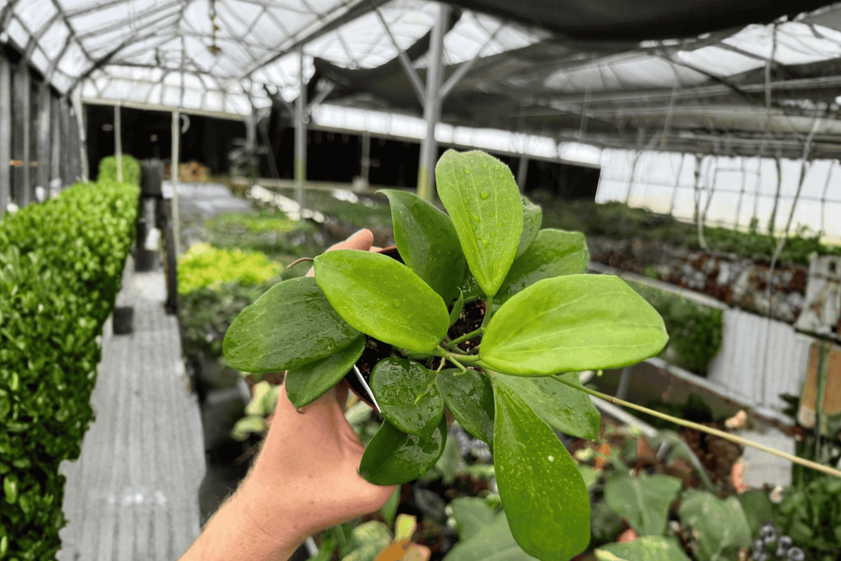 Hoya quinquenervia Live Plants – 2 in 4-Inch Pots