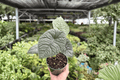 Alocasia Melo (Alocasia melo) - 2 Live Plants in 4-Inch Pots