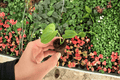 Anthuium Silver Tiger × Clarinervium Starter Plants - 2 Live Bare Root Hybrid Aroids