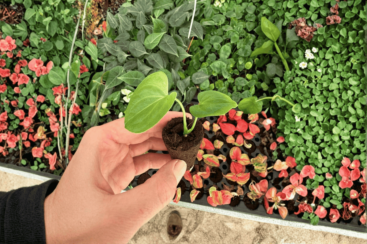 Anthuium Silver Tiger × Clarinervium Starter Plants - 2 Live Bare Root Hybrid Aroids