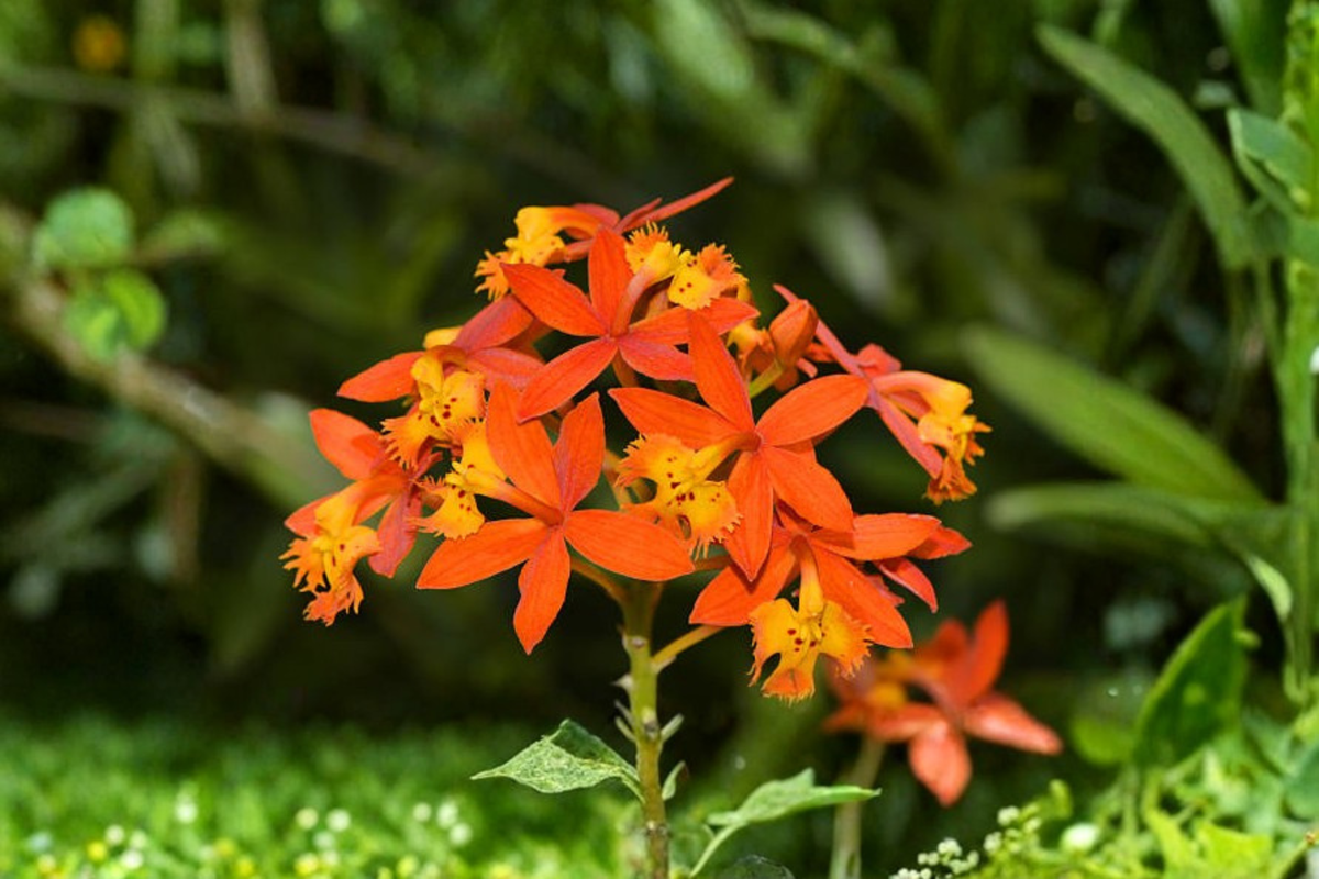 Orange Reed-Stem Orchid Cuttings (Epidendrum radicans) - 2 Live Cuttings, 6–8 Inches