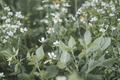 Bee White Beggarticks (Bidens 'Bee White') Live Plant - 4-Inch Pot
