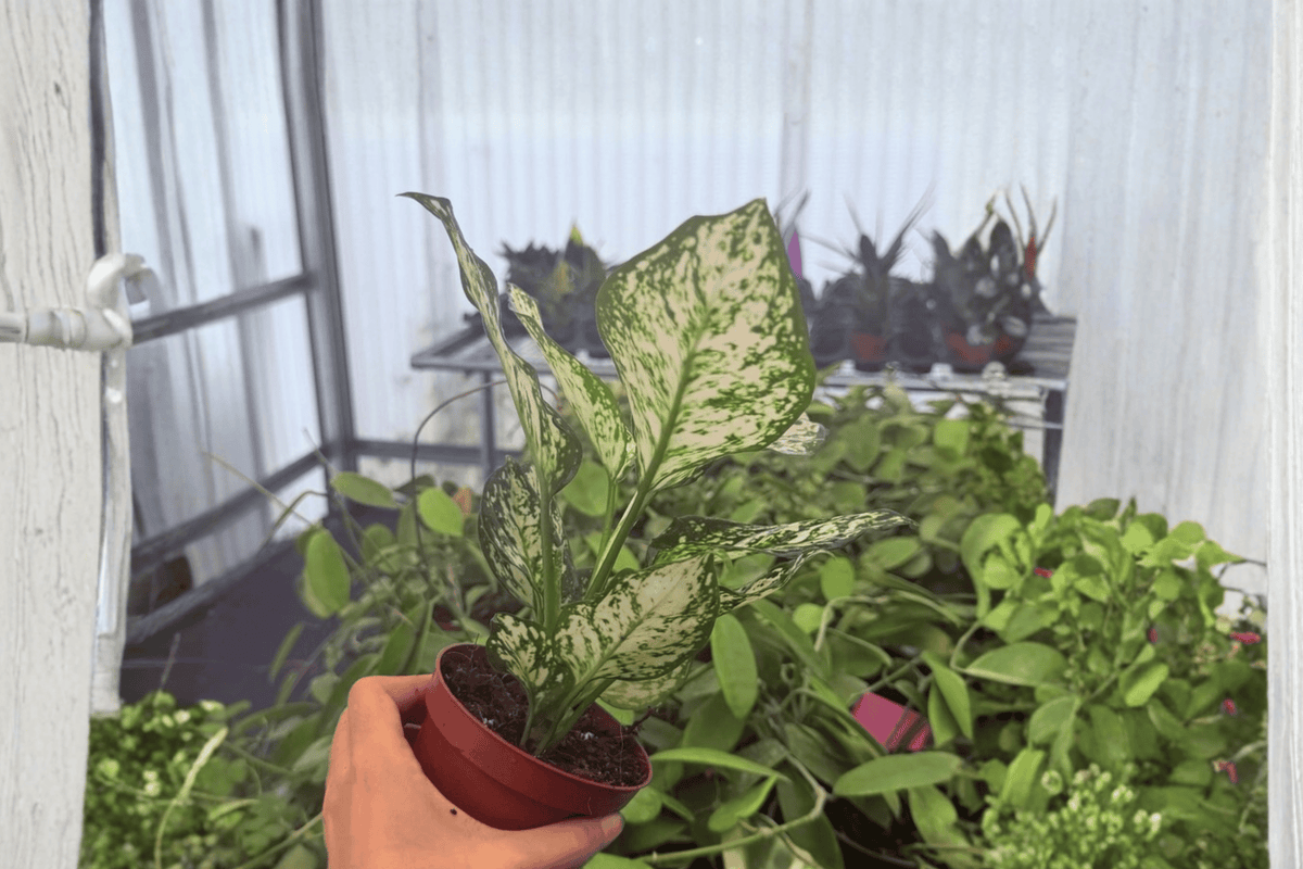 Aglaonema Eileen - 2 Exact Bare-Root 4-Inch Live Plants