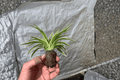 Spider Plant (Chlorophytum zebrina) - 2 Starter Plants, Bare Root